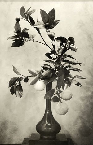 Constant Holley MacRae (1871–1965) Floral Arrangement of Ponderosa Lemons