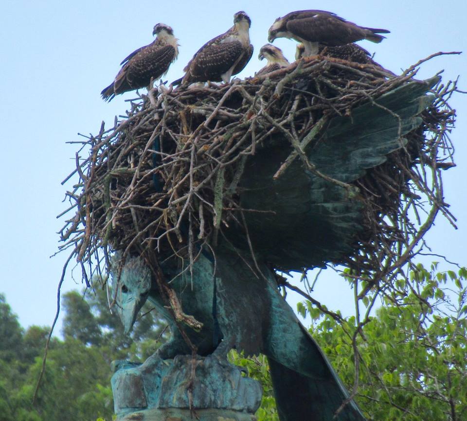 Eagle Pond Greenwich Historical Society