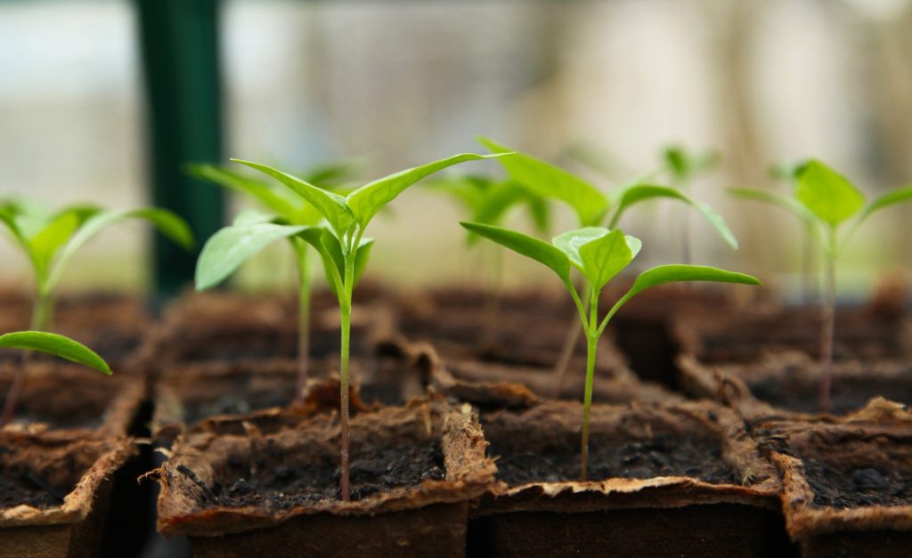what will my garden grow! greenwich historical