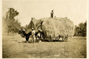 The two laborers pictured were bringing in hay at the Solomon Mead Farm. Greenwich Historical Society Collection.