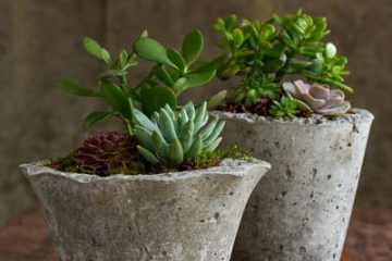 create-pots-and-plants